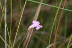 Jackson false foxglove